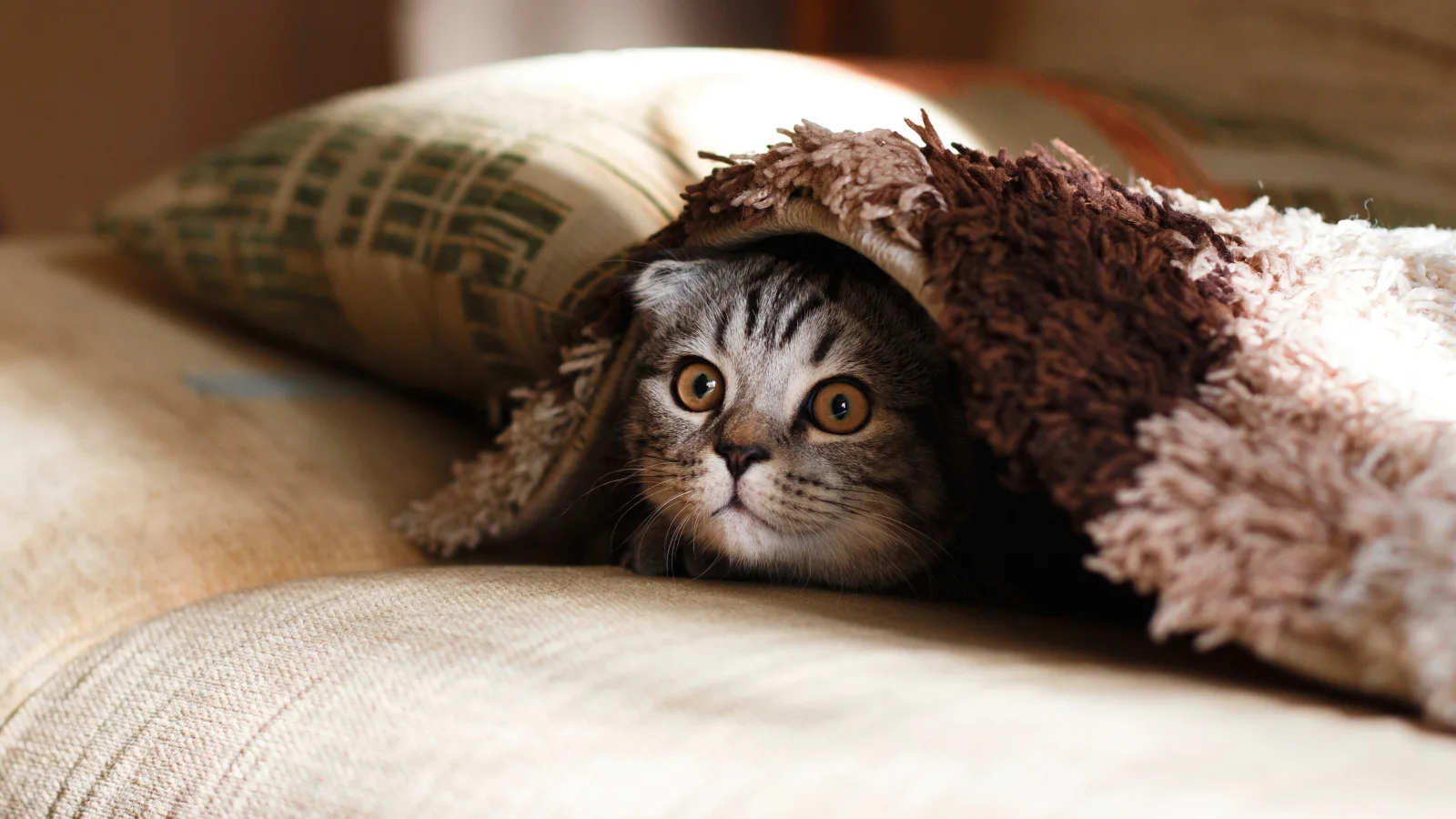 Lustiger graue Katze versteckt sich unter einer Decke