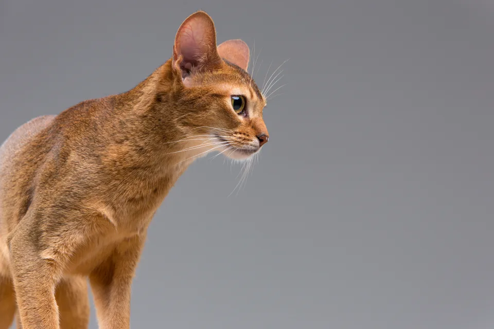 Porträt junge Katze
