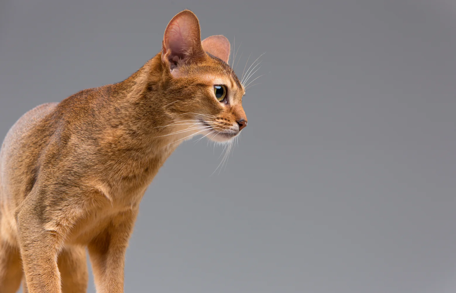 Porträt junge Katze
