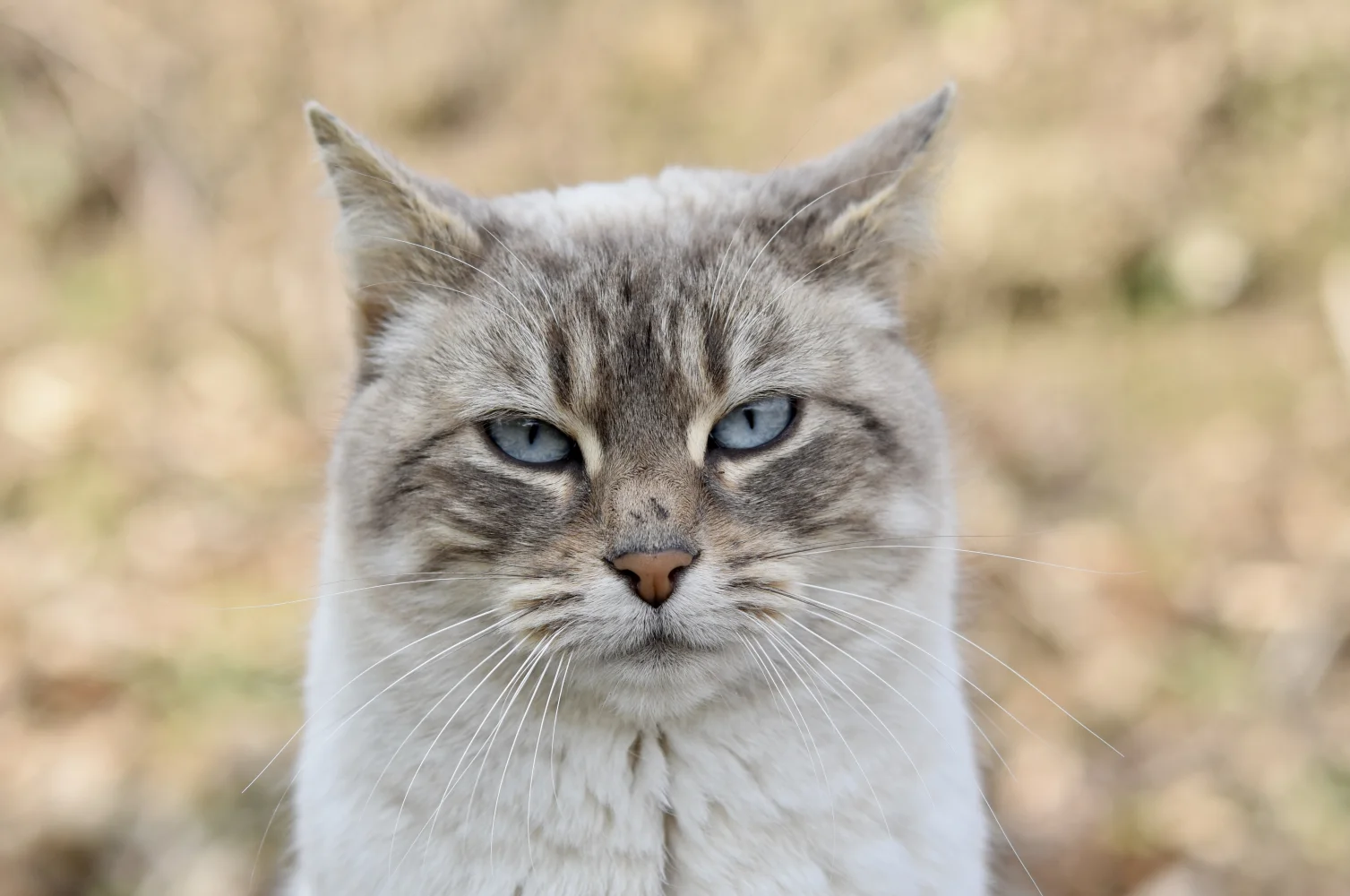 Reinrassige Katze mit hellblauen Augen in Nahaufnahme