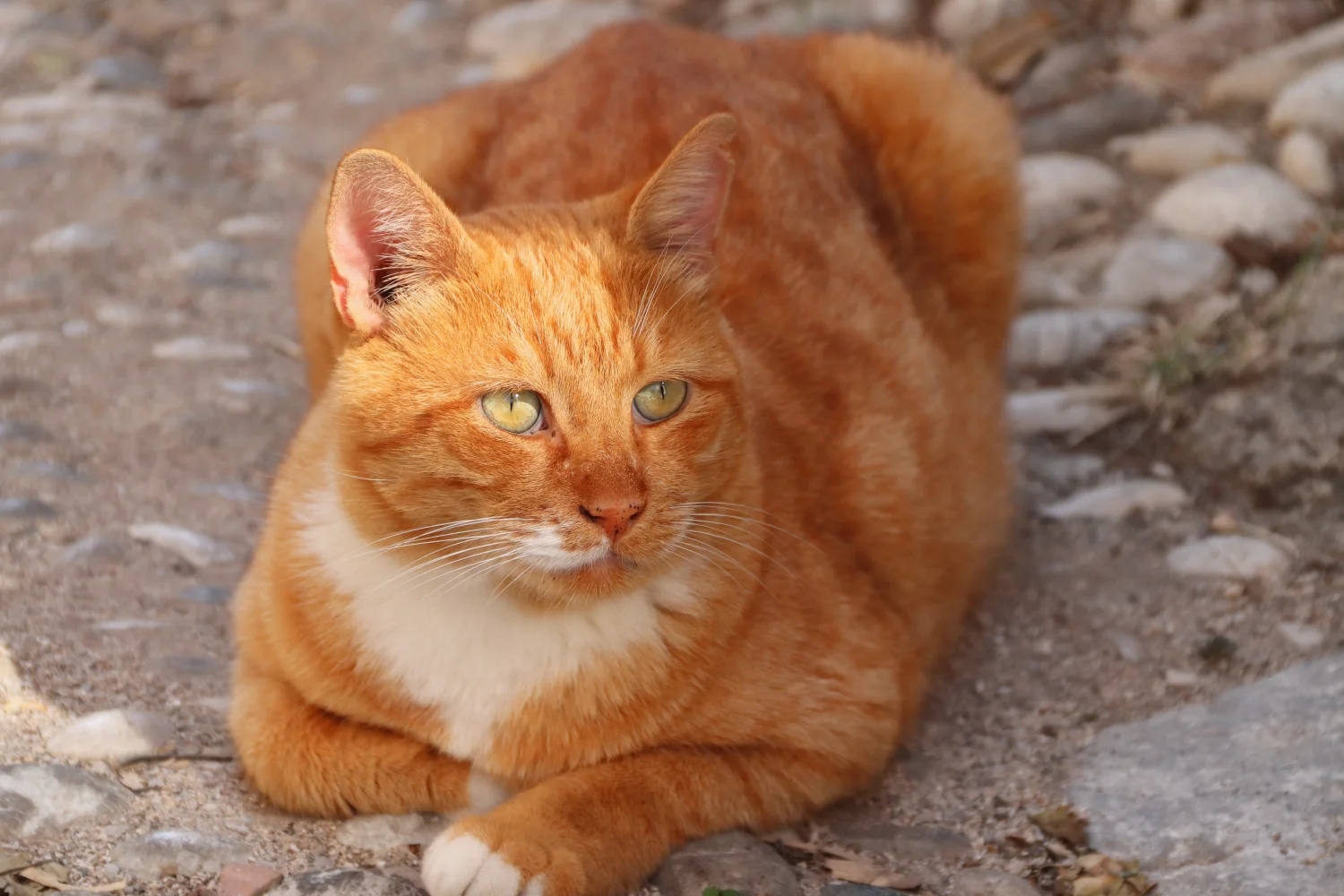 Roter Kater auf Boden