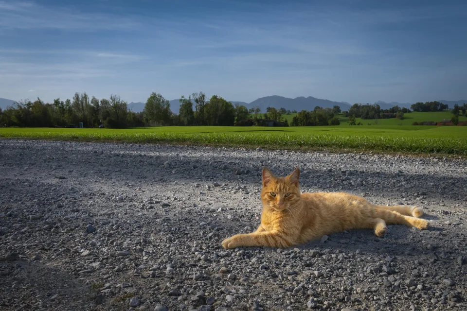Roter Kater liegt auf der Straße