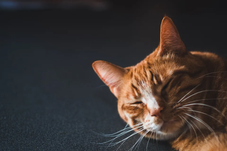 Roter Kater schläft auf schwarzen Oberfläche
