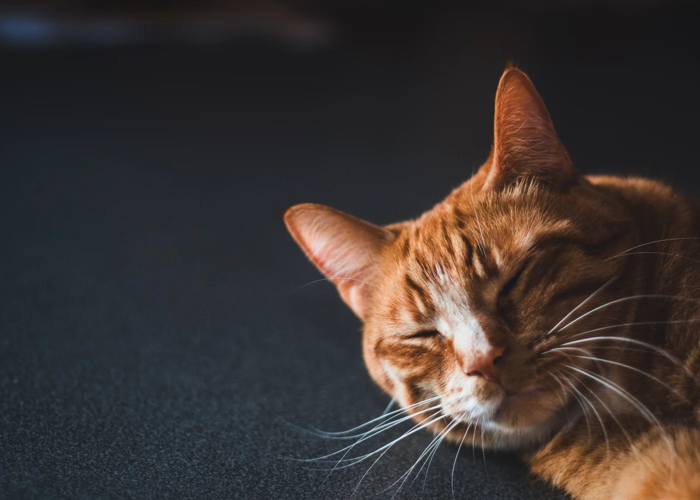 Roter Kater schläft auf schwarzen Oberfläche