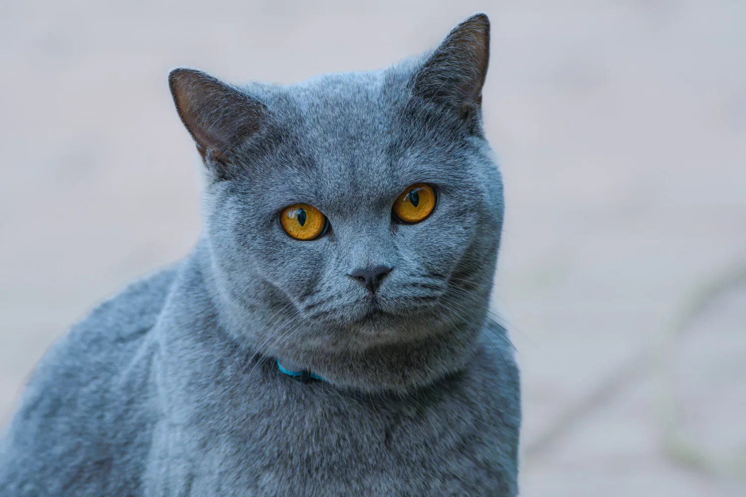Russische hellblaue Katze mit Augen