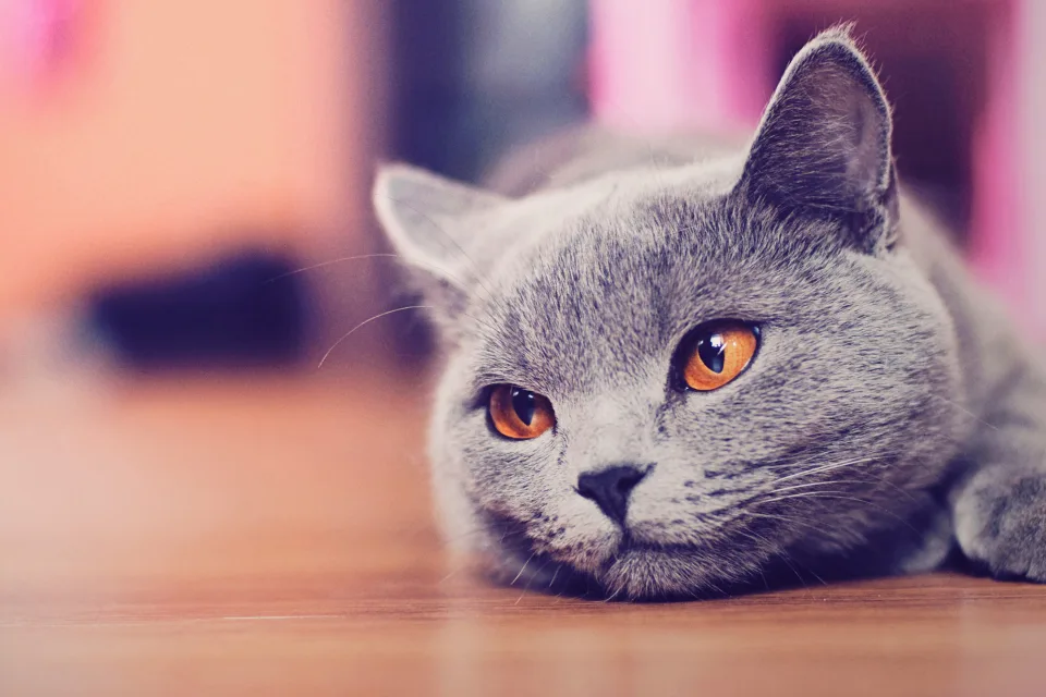 Russische hellblaue Katze mit braunen Augen liegt auf Boden