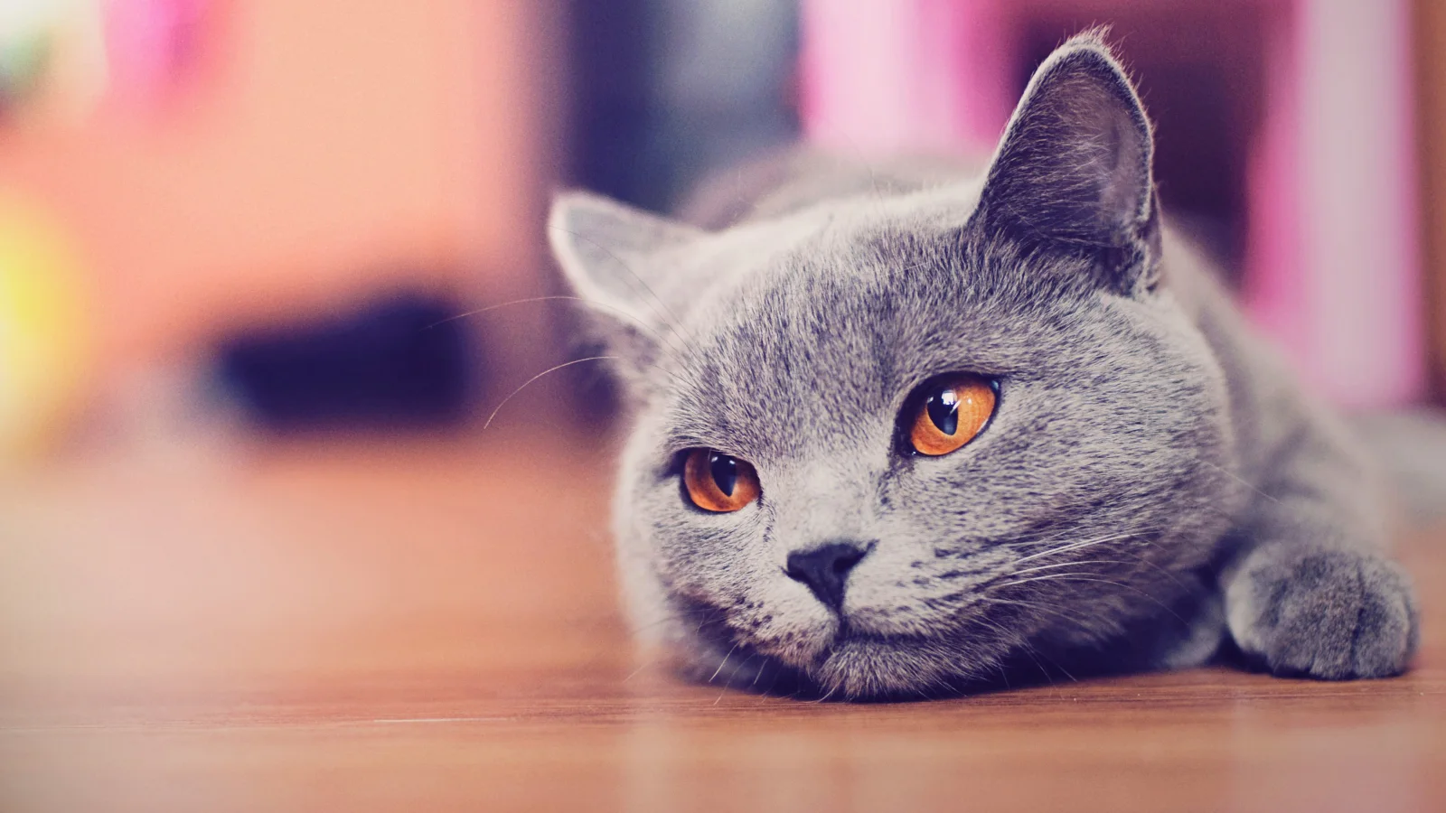 Russische hellblaue Katze mit braunen Augen liegt auf Boden