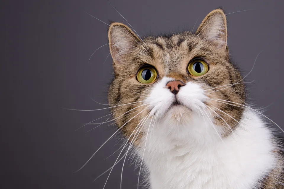 Schnauze Katze vor grauem Hintergrund