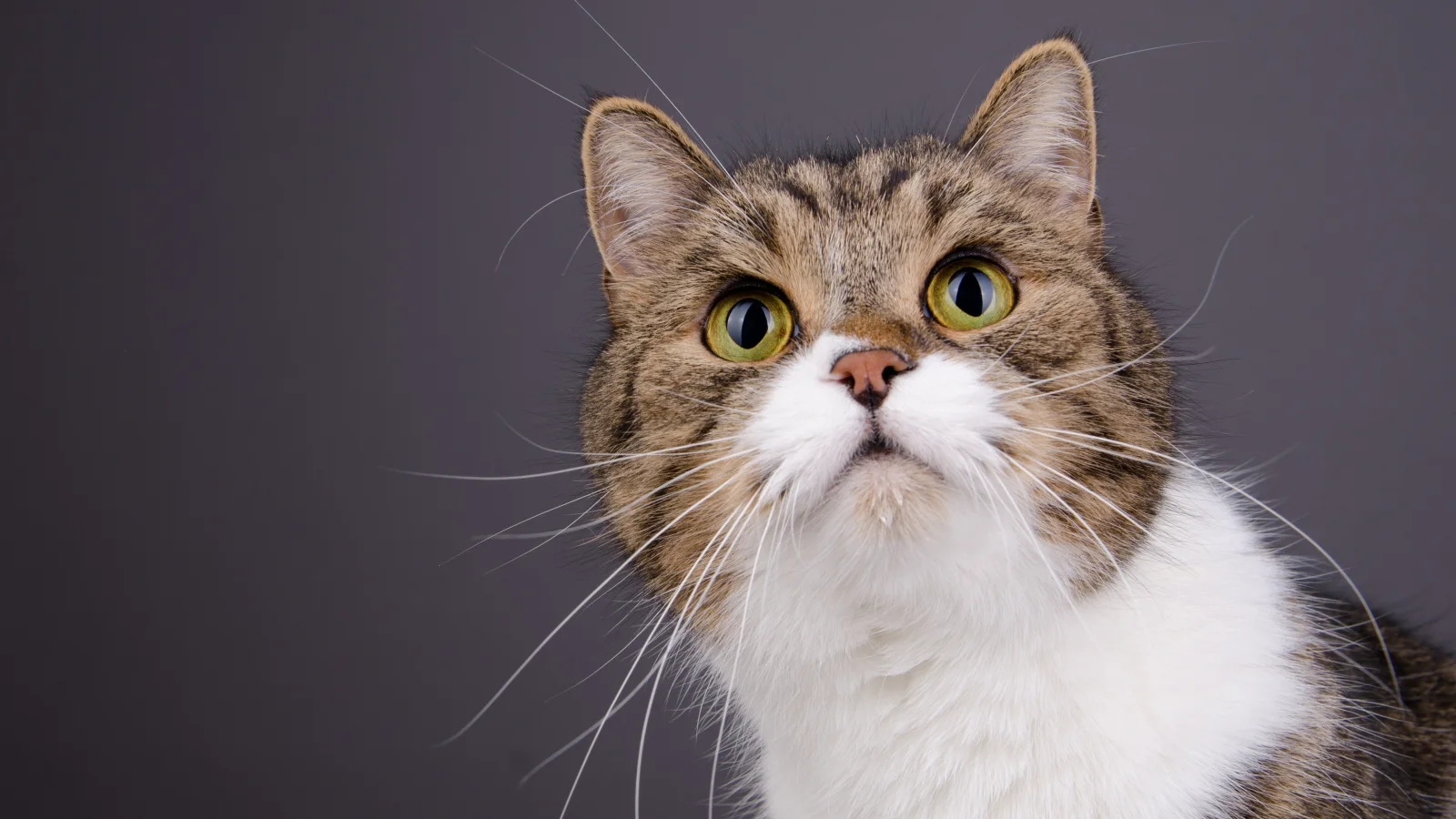 Schnauze Katze vor grauem Hintergrund