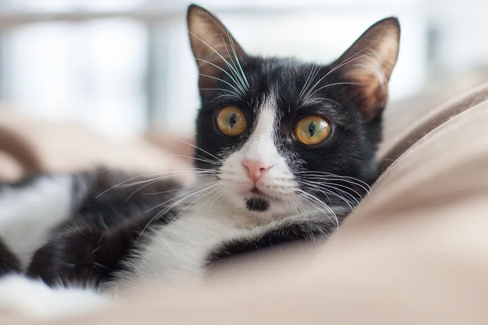 Schwarz Weiß Katze liegt auf Sofa