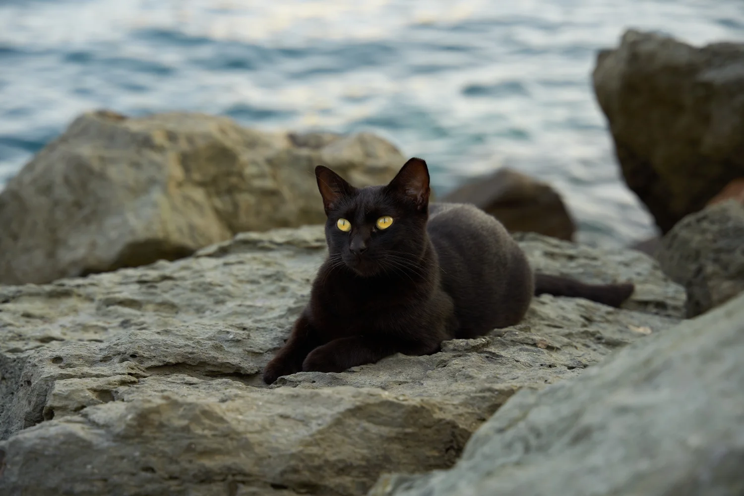 Schwarze Katze liegt auf einem Stein am Meer