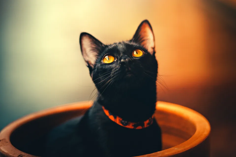 Schwarzer Katze mit Halsband