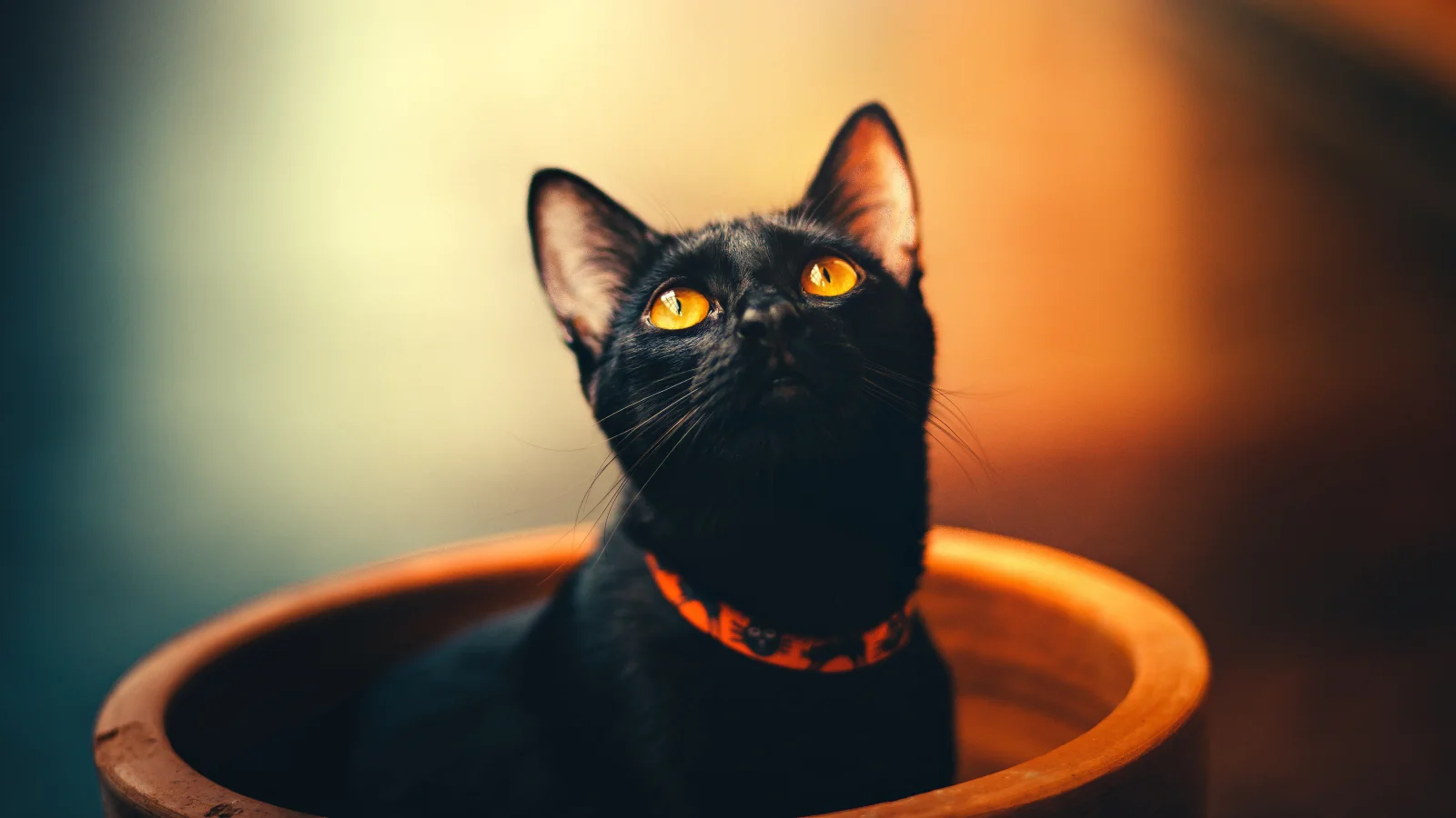 Schwarzer Katze mit Halsband