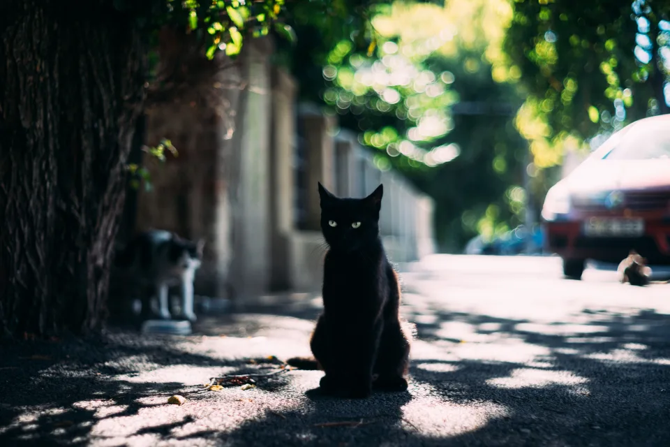 Schwarzer grünäugig Katze sitzt auf der Straße