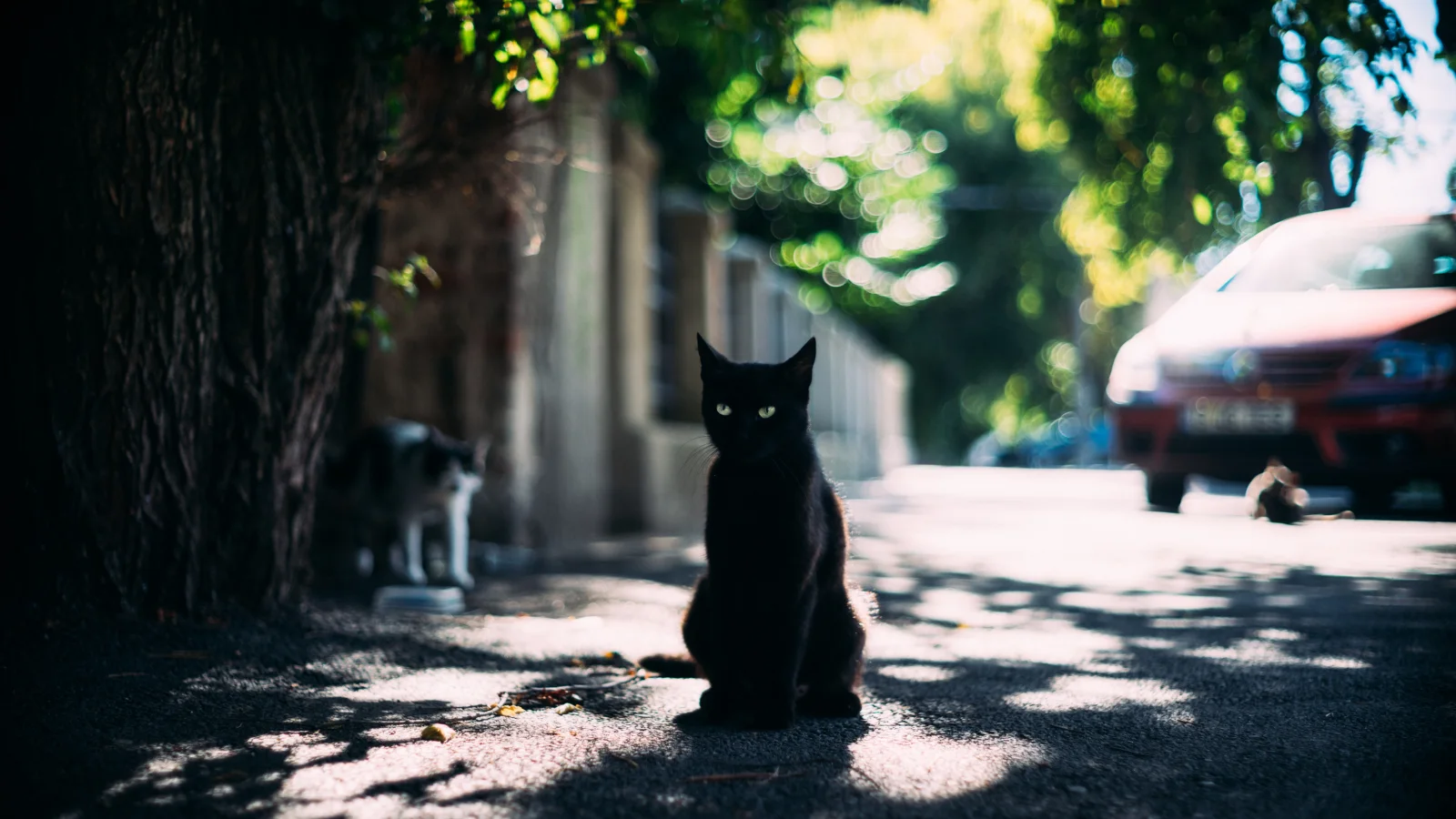 Schwarzer grünäugig Katze sitzt auf der Straße