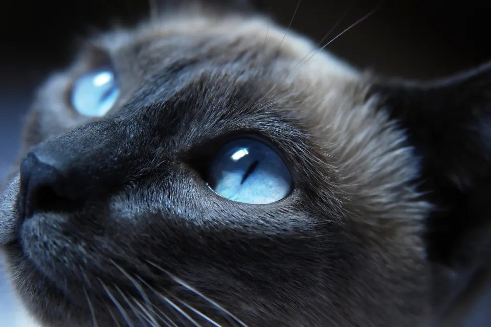 Schöne blauäugige Katze in Nahaufnahme