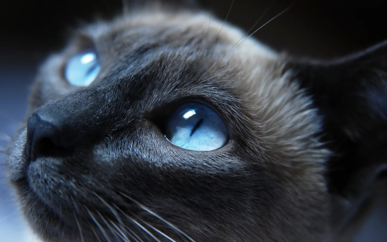 Schöne blauäugige Katze in Nahaufnahme