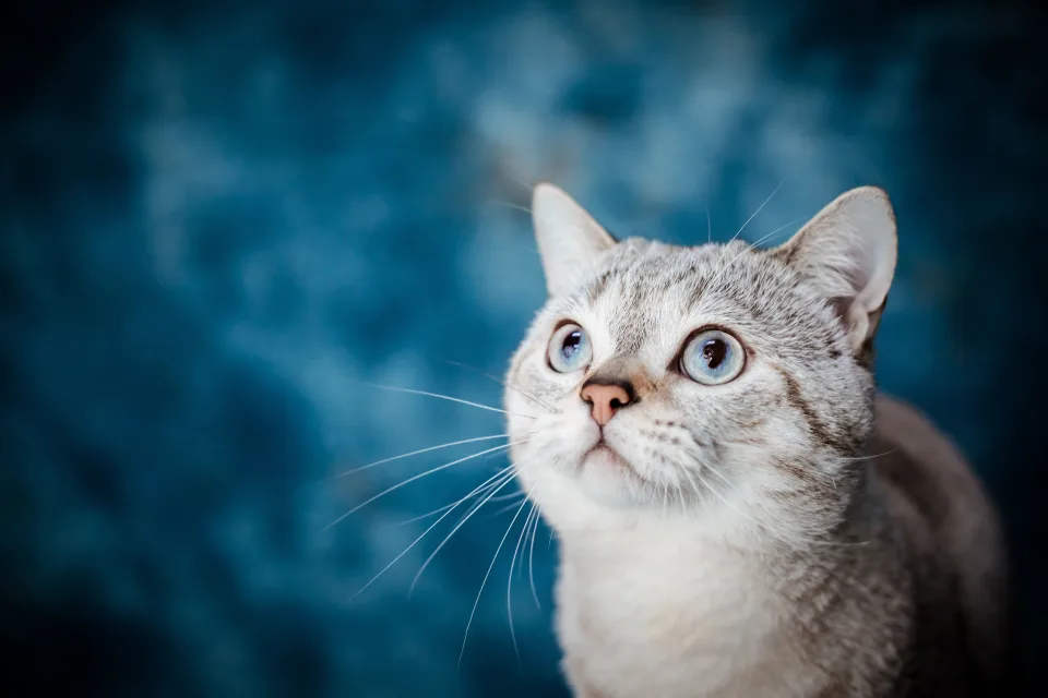 Schöne blauäugige Katze vor hellblauem Hintergrund