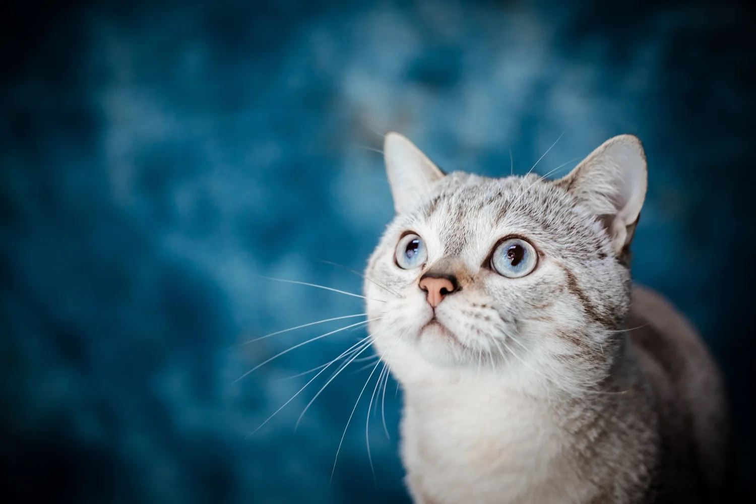 Schöne blauäugige Katze vor hellblauem Hintergrund