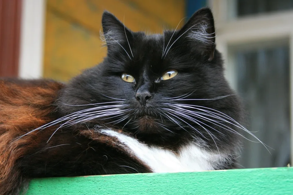 Schöne flauschige schwarze Katze mit grünen Augen
