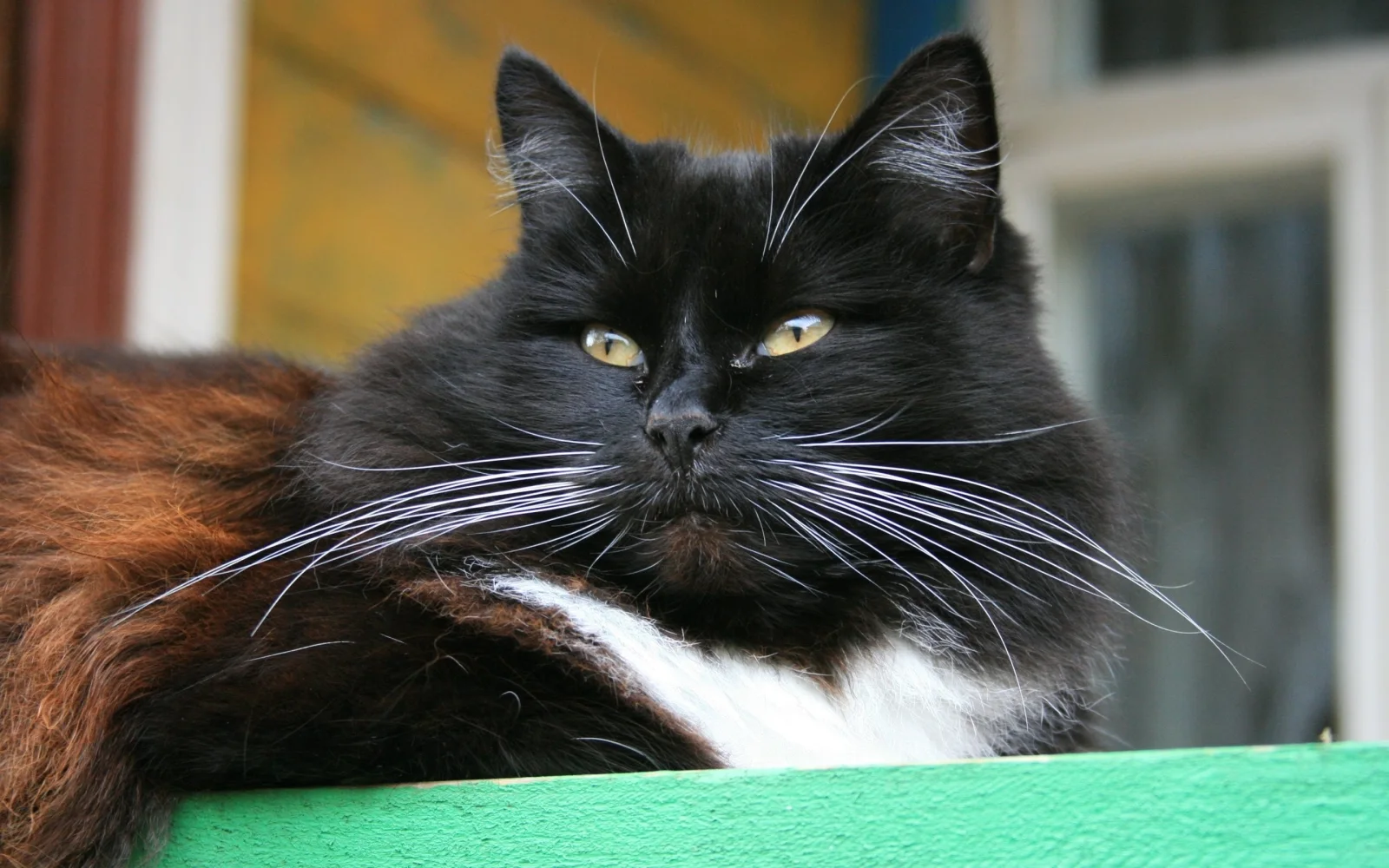 Schöne flauschige schwarze Katze mit grünen Augen