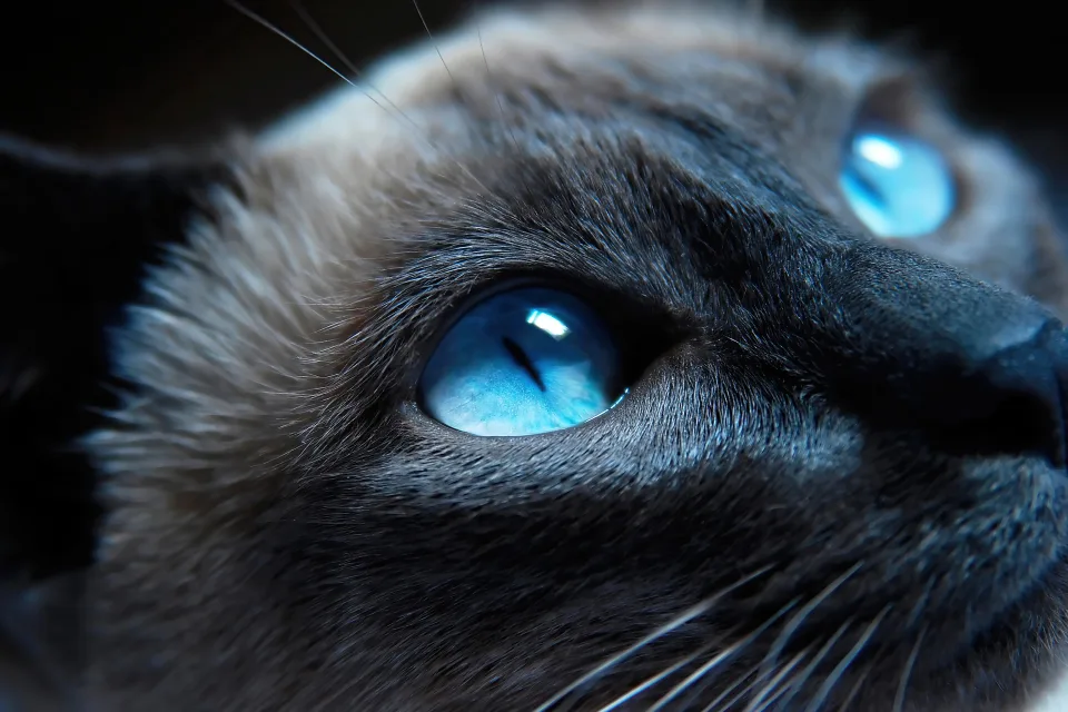 Schöne hellblaue Augen bei Katze