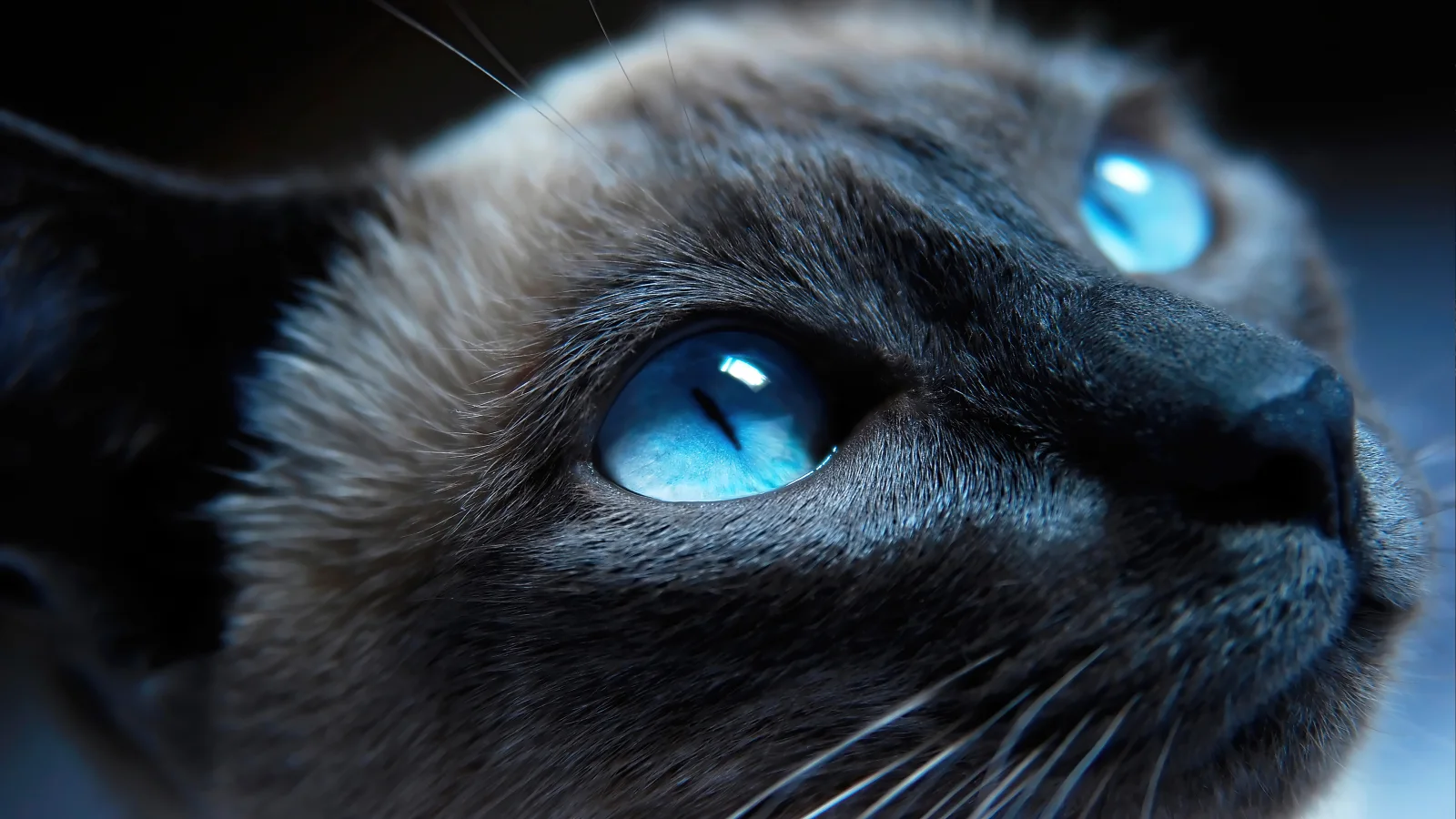 Schöne hellblaue Augen bei Katze