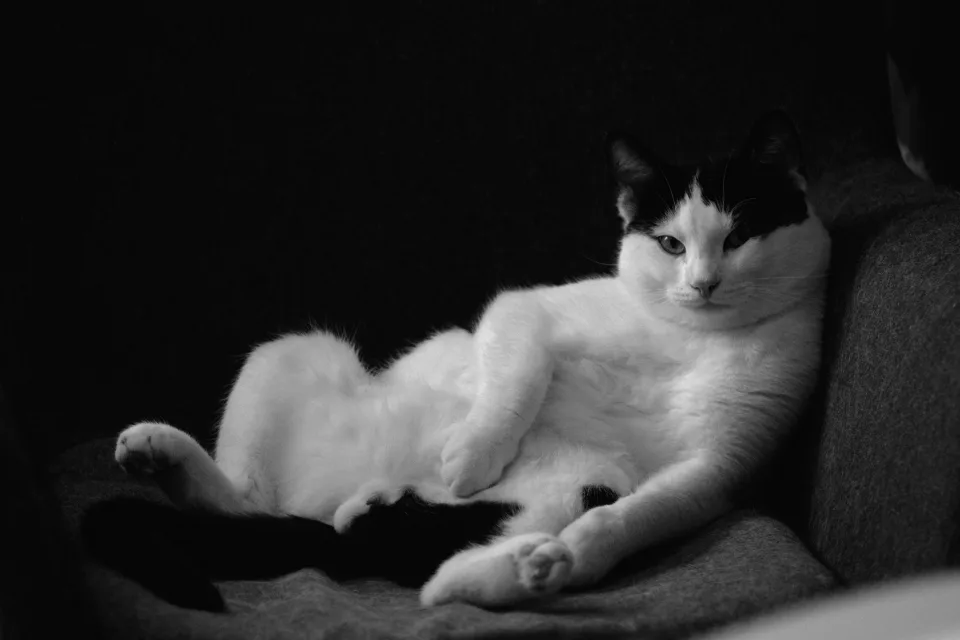 Schöner Haus Schwarz Weiß Katze auf Bett