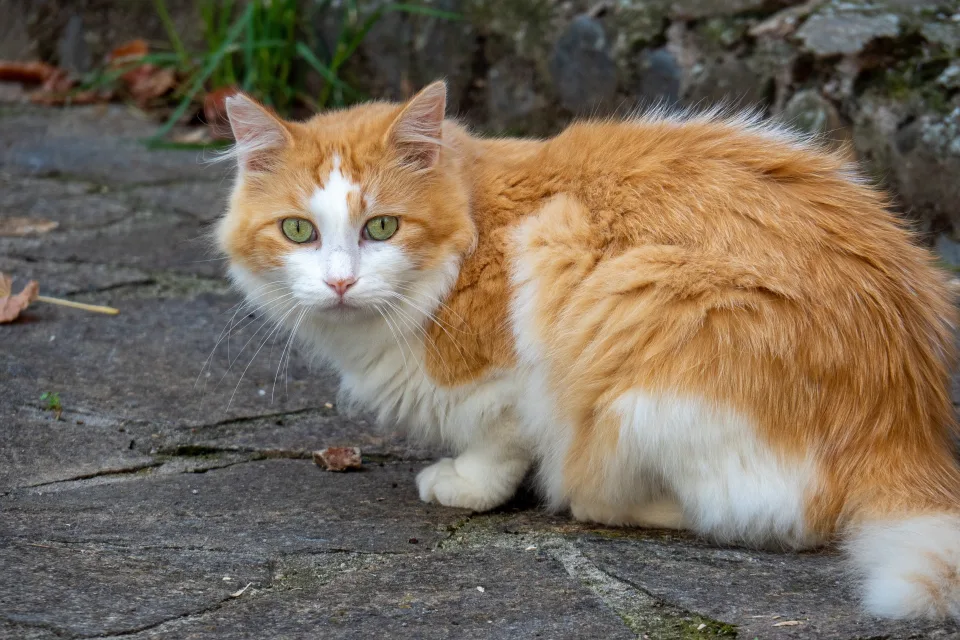 Schöner grünäugig flauschiger rothaariger mit weißem Katze