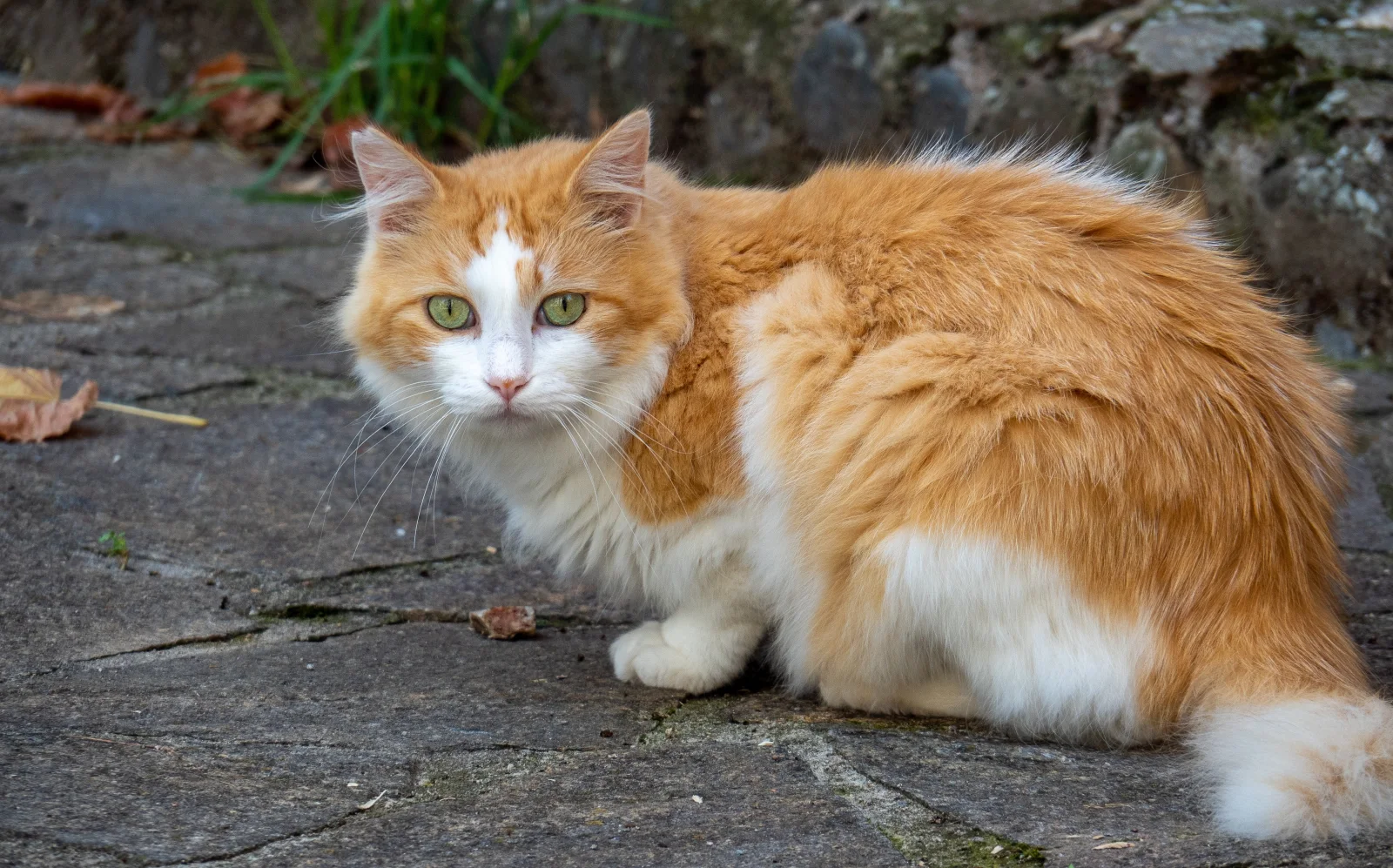 Schöner grünäugig flauschiger rothaariger mit weißem Katze