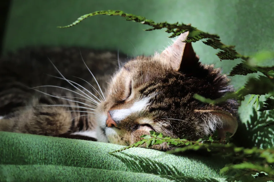 Süße Katze schläft auf Bett bei Blume