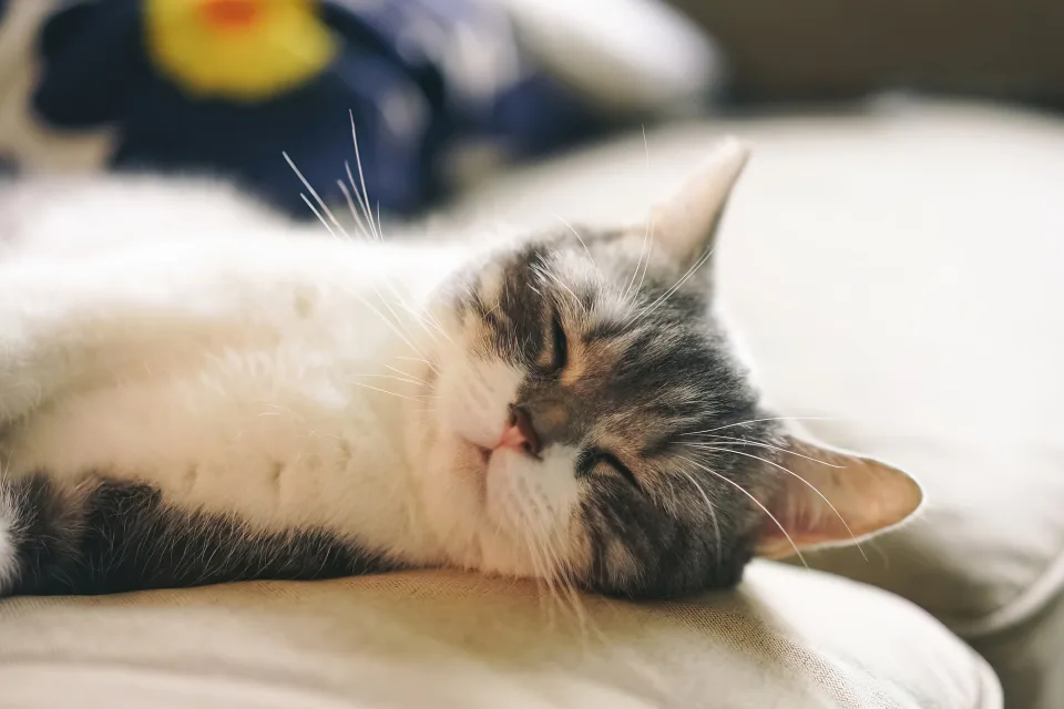 Süße Katze schläft auf Sofa