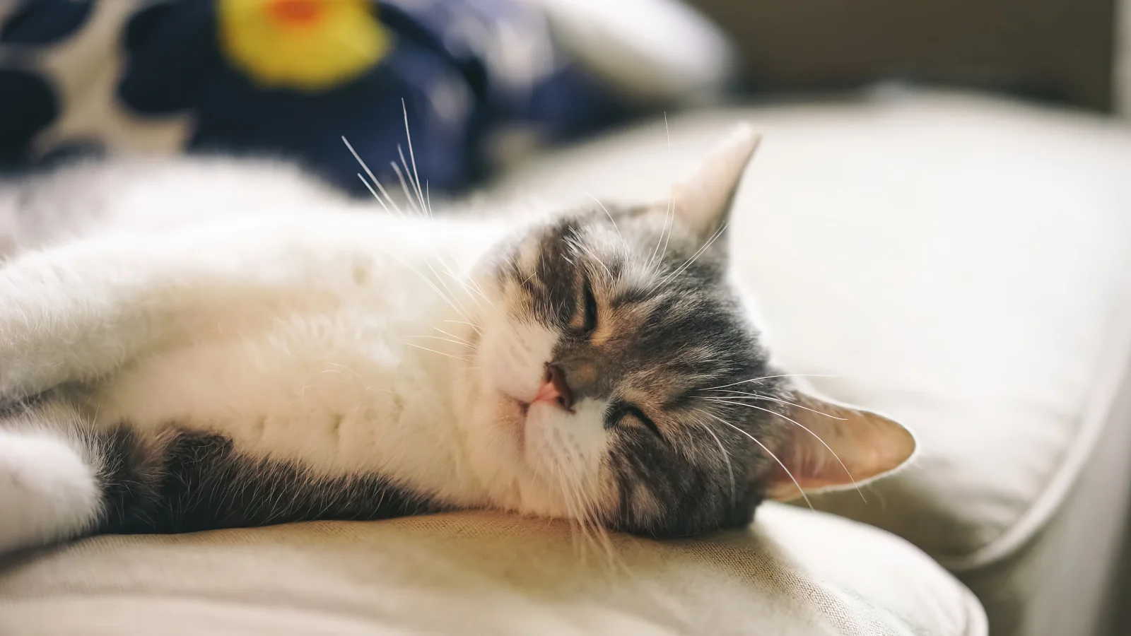 Süße Katze schläft auf Sofa