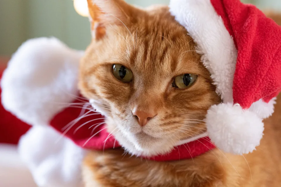 Süßer roter Kater in Mütze Weihnachtsmann Claus in Nahaufnahme