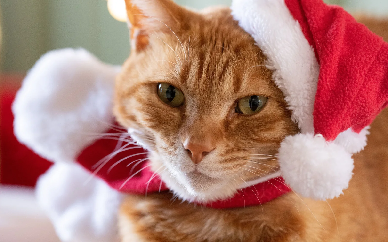 Süßer roter Kater in Mütze Weihnachtsmann Claus in Nahaufnahme