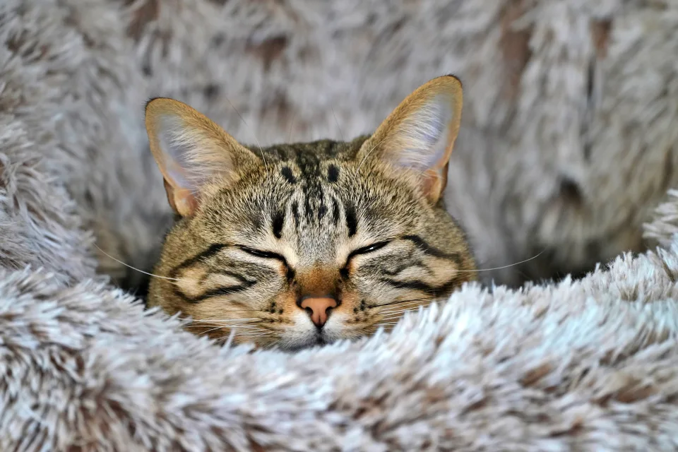 Zufriedener grauer gestreifter Katze schläft auf Decke