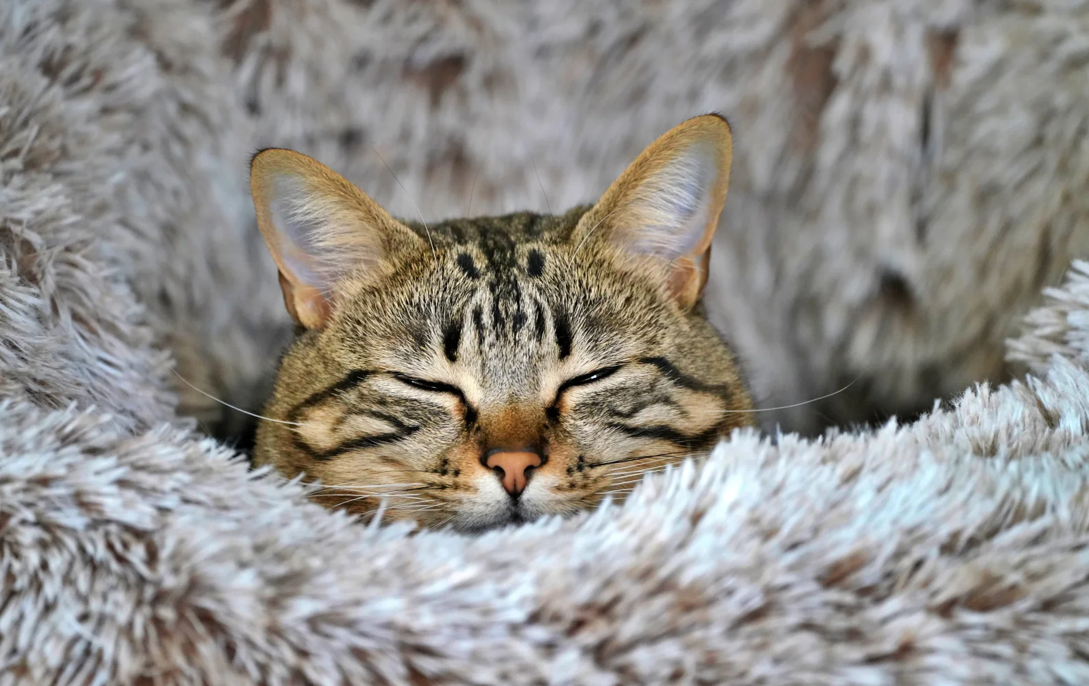Zufriedener grauer gestreifter Katze schläft auf Decke