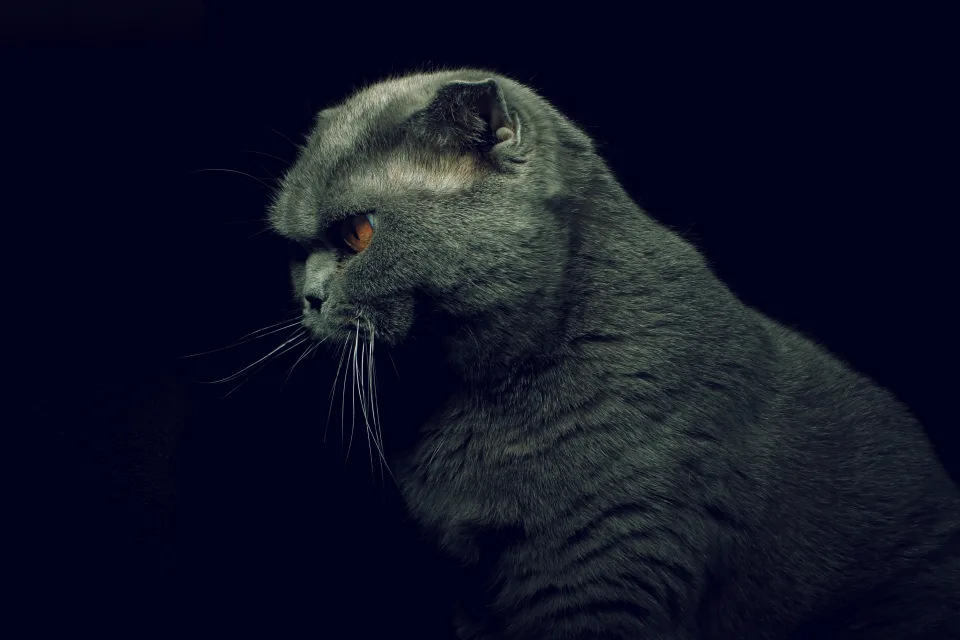 Britisch Katze vor schwarzem Hintergrund