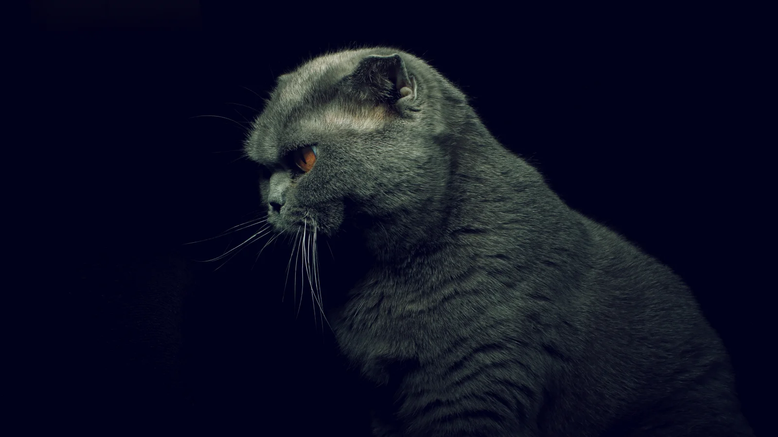 Britisch Katze vor schwarzem Hintergrund