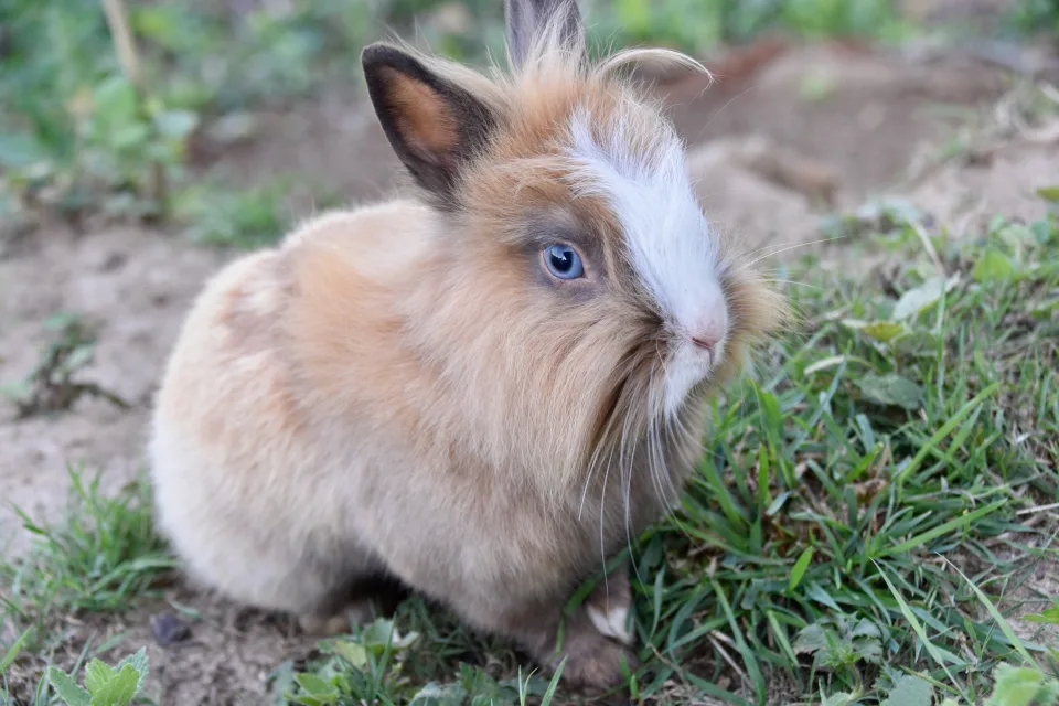 Blauäugig Kaninchen in grünen Gras