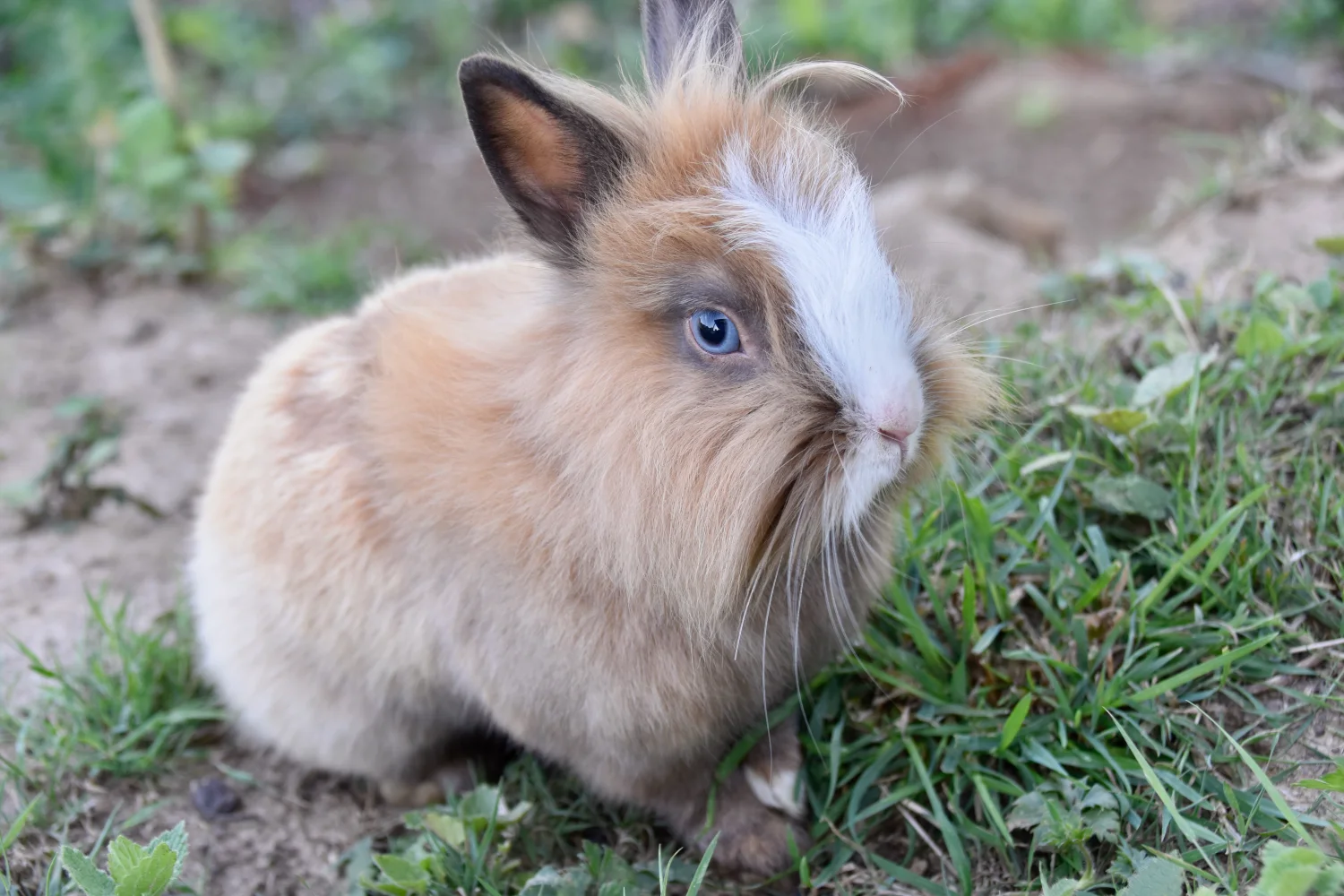 Blauäugig Kaninchen in grünen Gras