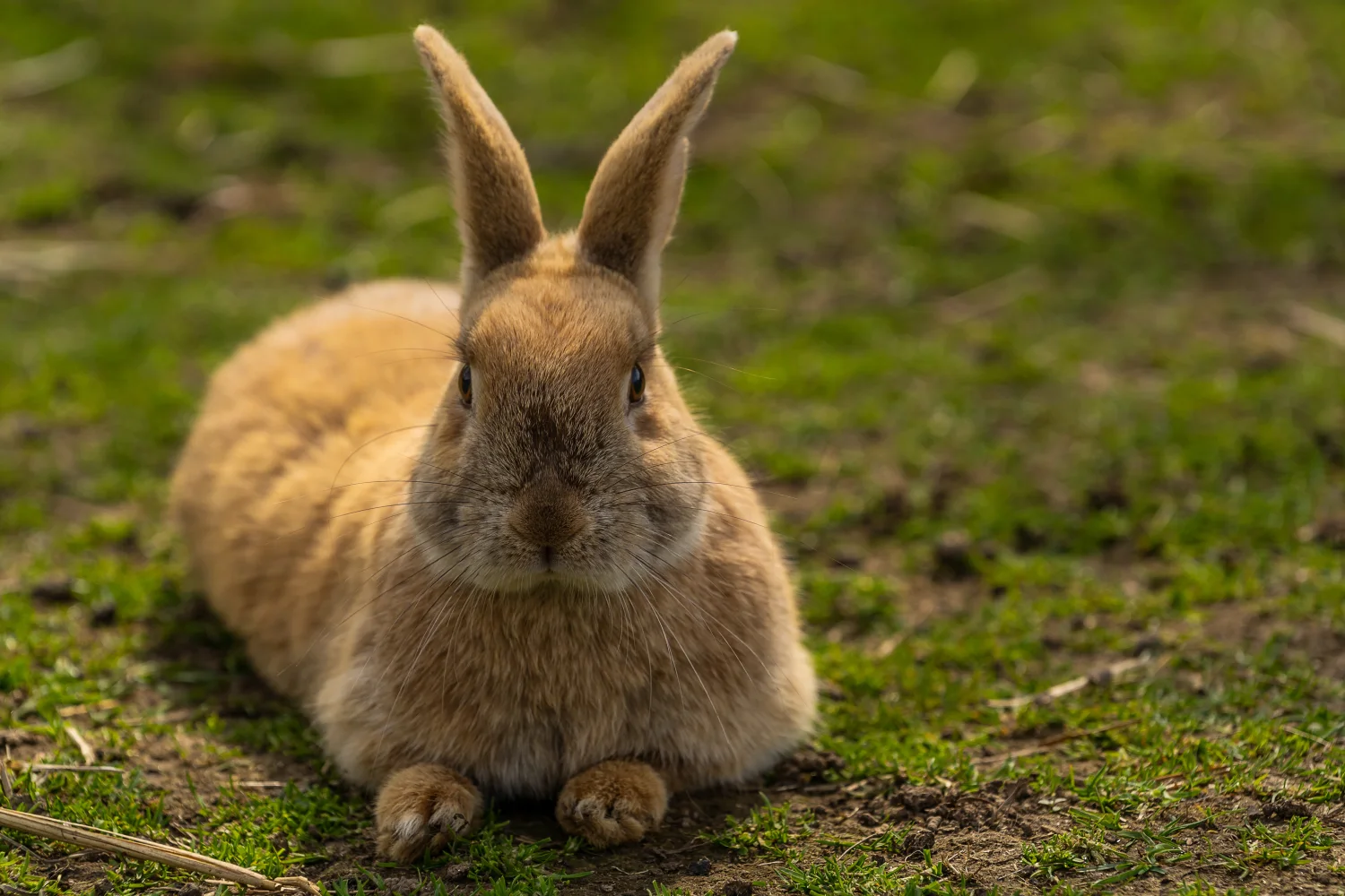 Brauner Kaninchen liegt auf grünem Gras