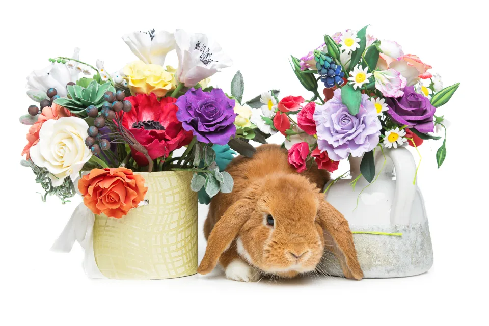 Dekorativer rothaariger Kaninchen mit Blumen vor weißem Hintergrund