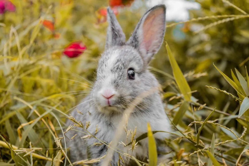 Erschrockener grauer Kaninchen sitzt im Gras