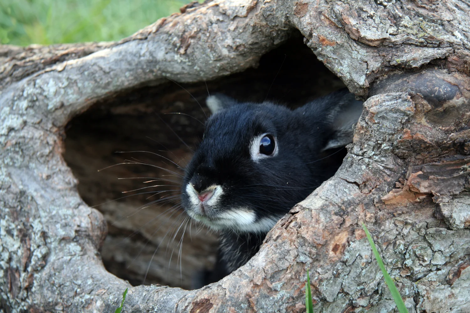 Erschrockener schwarzer Kaninchen sitzt in aus Baum