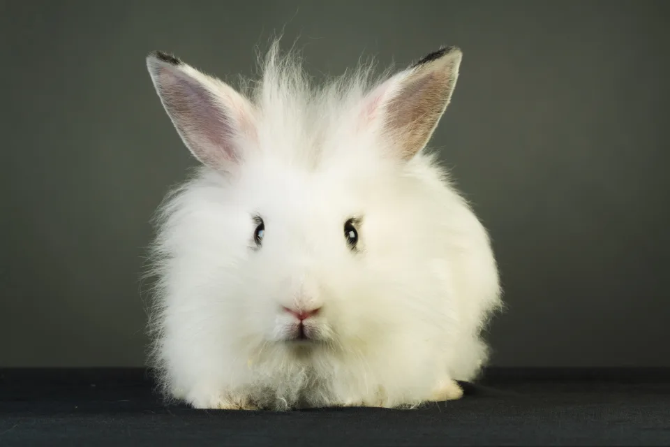 Flauschiger weißer Zwergkaninchen vor grauem Hintergrund