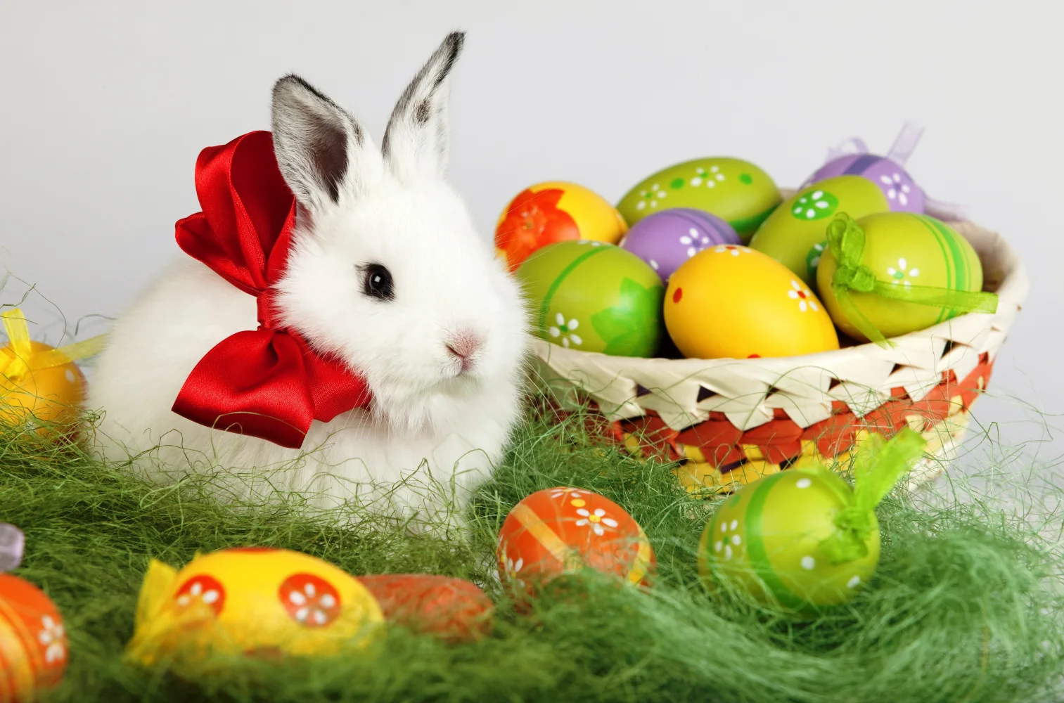 Flauschiger weißer Zwergkaninchen