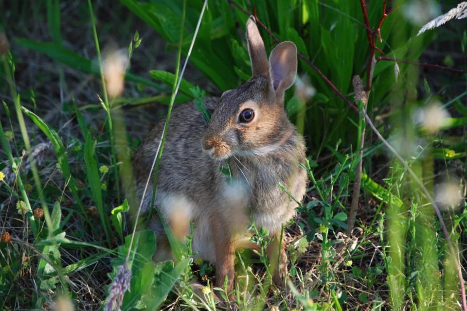 Grauer Hase in grünen Gras