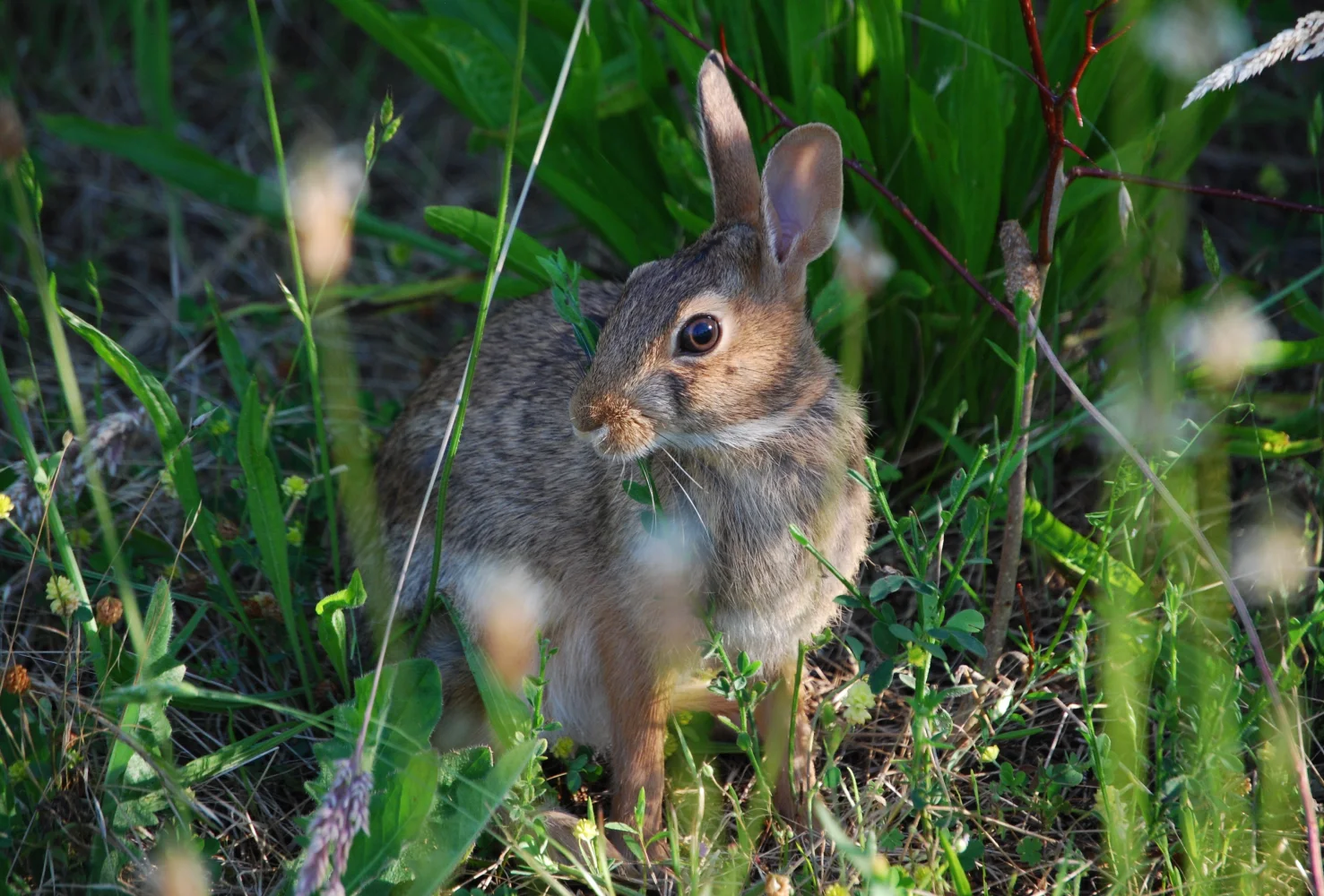 Grauer Hase in grünen Gras