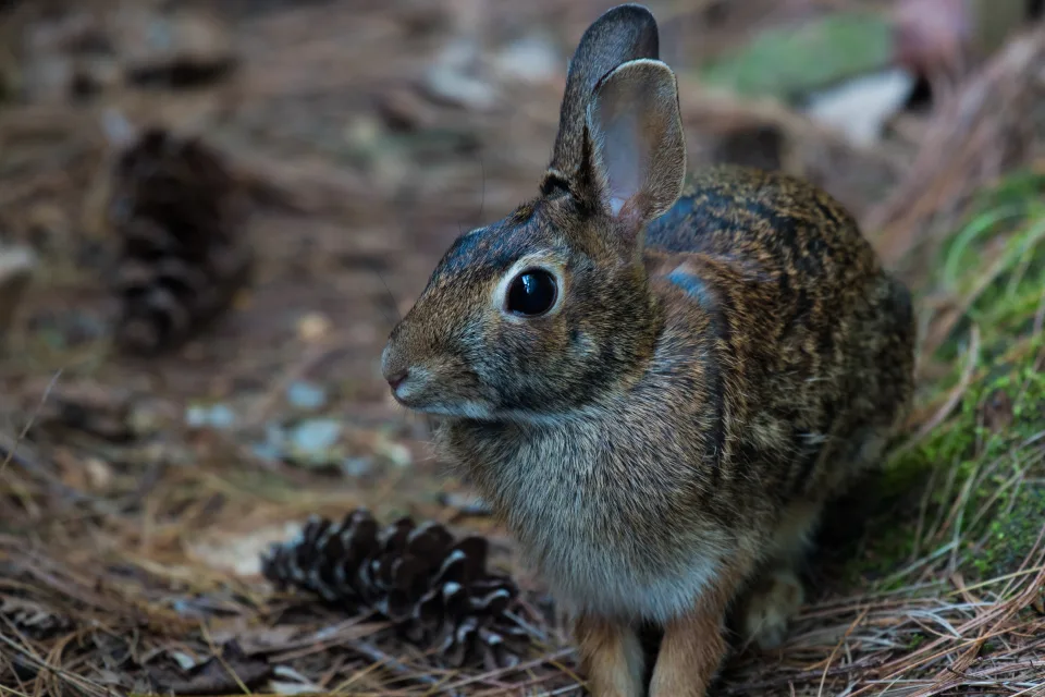 Grauer Hase sitzt im Gras